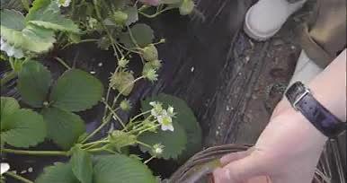 农业发展草莓园采摘草莓视频的预览图